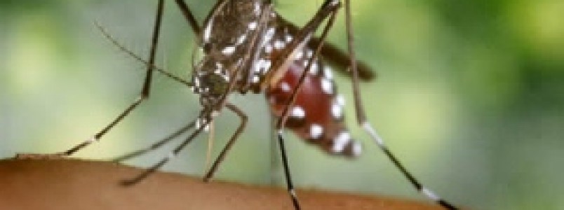 Minas já tem 47 mortes suspeitas de febre amarela